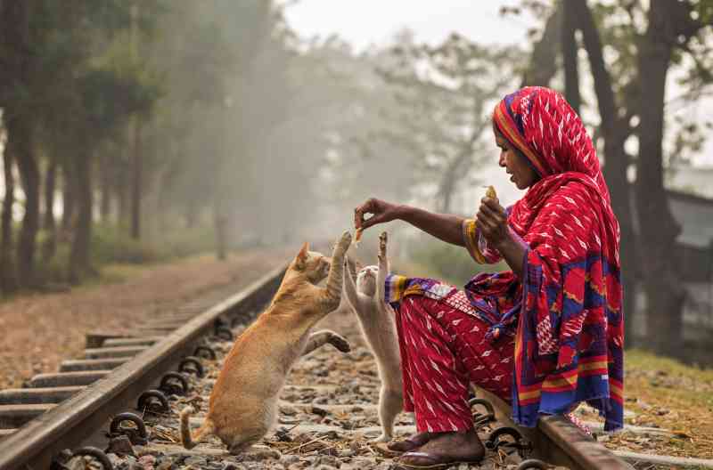 Una mujer en Chittagong, Bangladesh, conocida como la madre de Minnie por los lugareños porque todas sus mascotas se llaman Minnie, gasta la mitad del dinero que gana todos los días en alimentarlos
