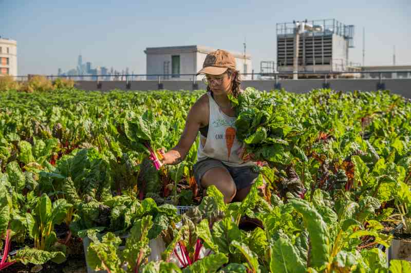 Un agricultor recolecta manojos de acelga arcoíris en la granja Brooklyn Grange Sunset Park en Nueva York. Brooklyn Grange, con dos ubicaciones en la parte superior de edificios industriales, produce más de 4.5 toneladas de productos al año