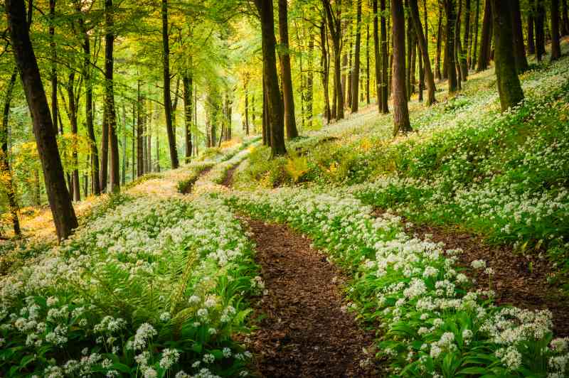 Ajo silvestre en Dorset al amanecer, cuando el bosque está lleno de su fragante aroma