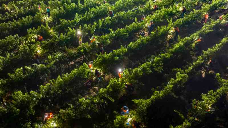 Una vista aérea con drones de trabajadores agrícolas africanos trabajando durante la noche, usando linternas frontales para cosechar uvas Pinot Noir para la bodega Graham Beck en la provincia de Cabo Occidental de Sudáfrica. Las uvas se cosechan a mano durante la noche para garantizar la frescura y acidez de la fruta